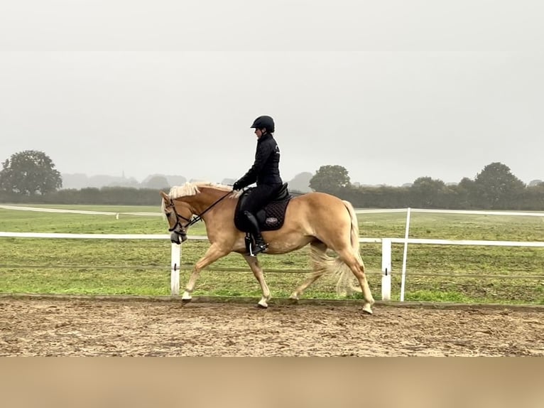 Haflinger Jument 5 Ans 147 cm Alezan in Seedorf Haflinger Jument 5 Ans 147 cm Alezan in Seedorf