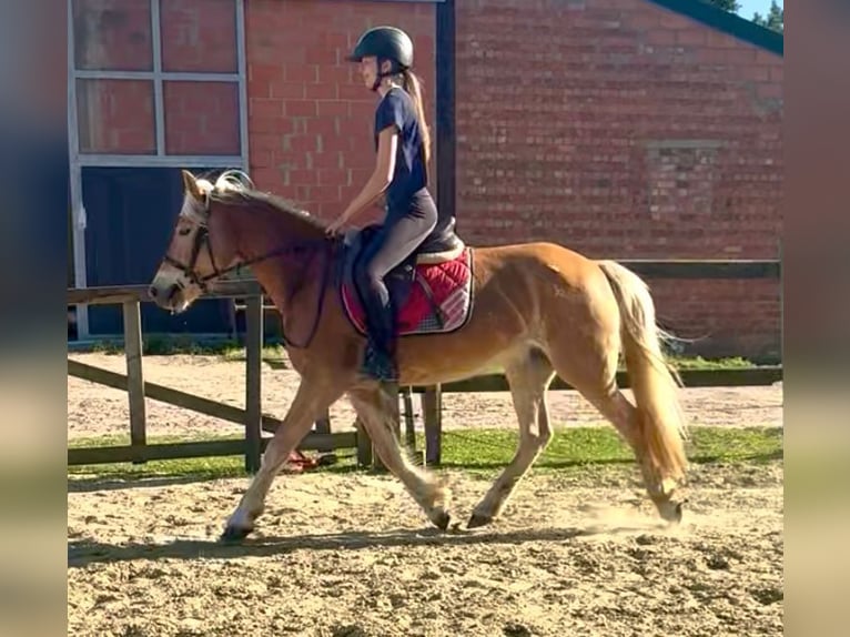 Haflinger Jument 5 Ans 147 cm Alezan in Bornem
