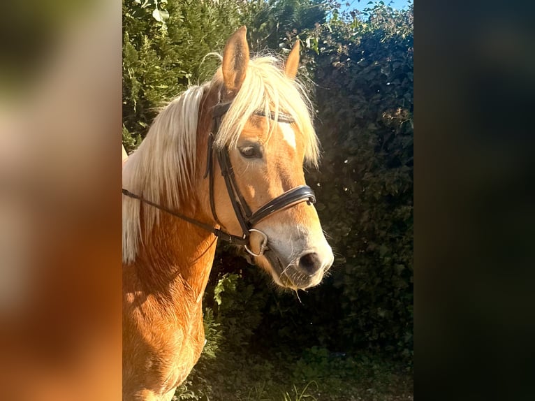 Haflinger Jument 5 Ans 147 cm Alezan in Bornem