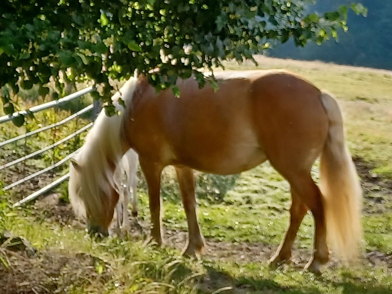 Haflinger Jument 5 Ans 147 cm Alezan in Wuppertal