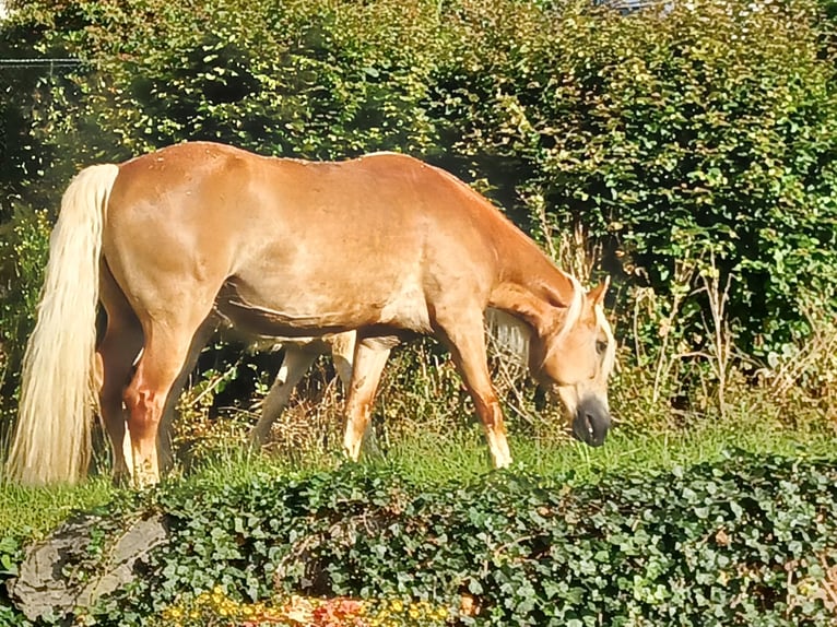 Haflinger Jument 5 Ans 147 cm Alezan in Wuppertal