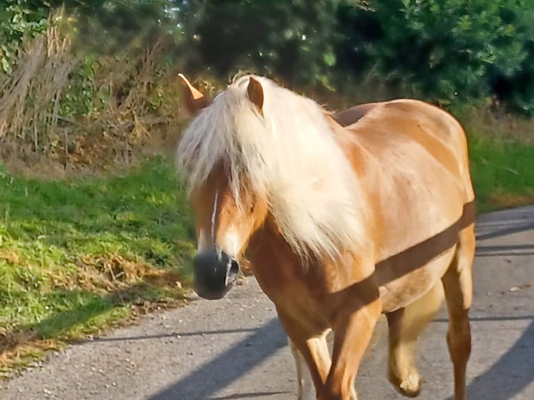 Haflinger Jument 5 Ans 147 cm Alezan in Wuppertal