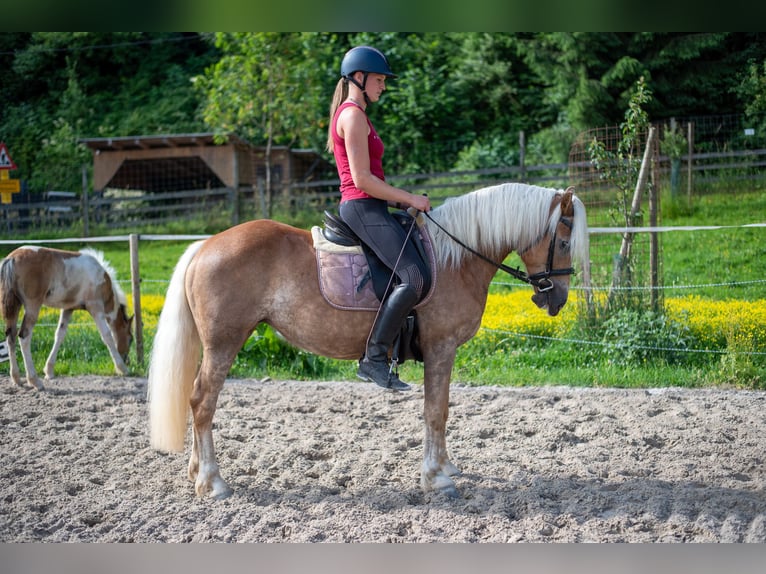 Haflinger Jument 5 Ans 148 cm Alezan in Villach