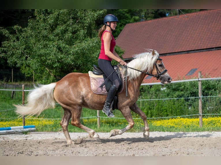 Haflinger Jument 5 Ans 148 cm Alezan in Villach