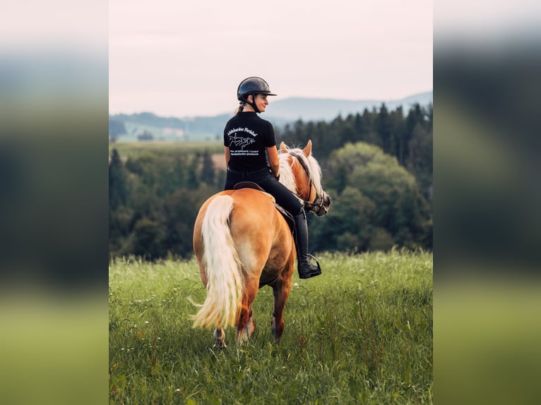 Haflinger Jument 5 Ans 148 cm Alezan in Iggingen