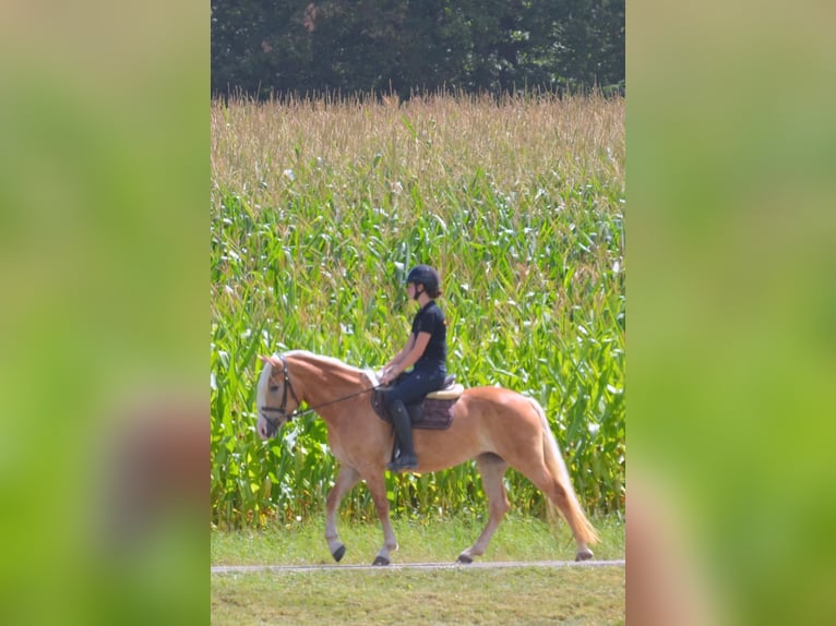 Haflinger Jument 5 Ans 148 cm Alezan in Iggingen