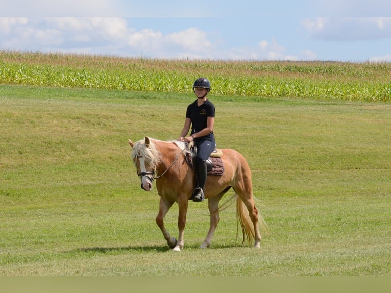 Haflinger Jument 5 Ans 148 cm Alezan in Iggingen