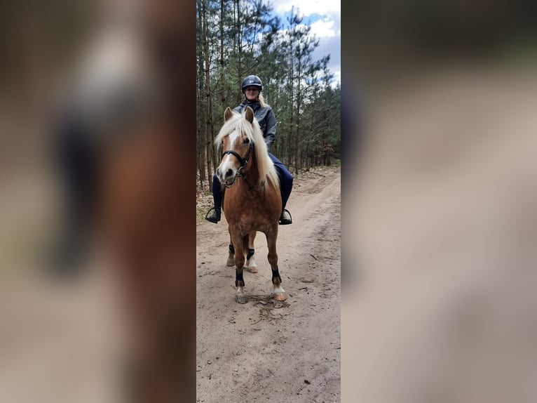 Haflinger Jument 5 Ans 148 cm Alezan in Ganzlin Haflinger Jument 5 Ans 148 cm Alezan in Ganzlin