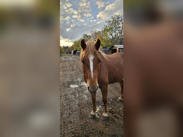 Haflinger Croisé Jument 5 Ans 148 cm Alezan in M&#xFC;nchen