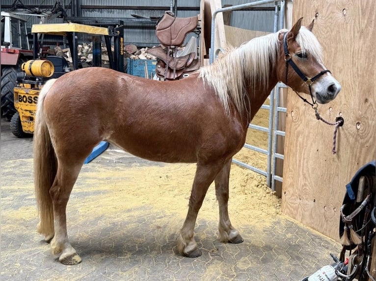 Haflinger Jument 5 Ans 148 cm  in Daleiden
