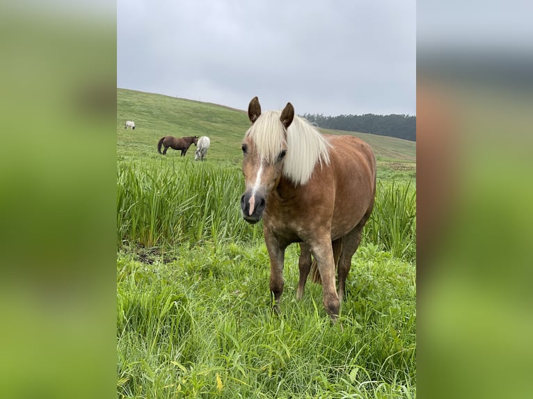 Haflinger Jument 5 Ans 148 cm in Plau am See