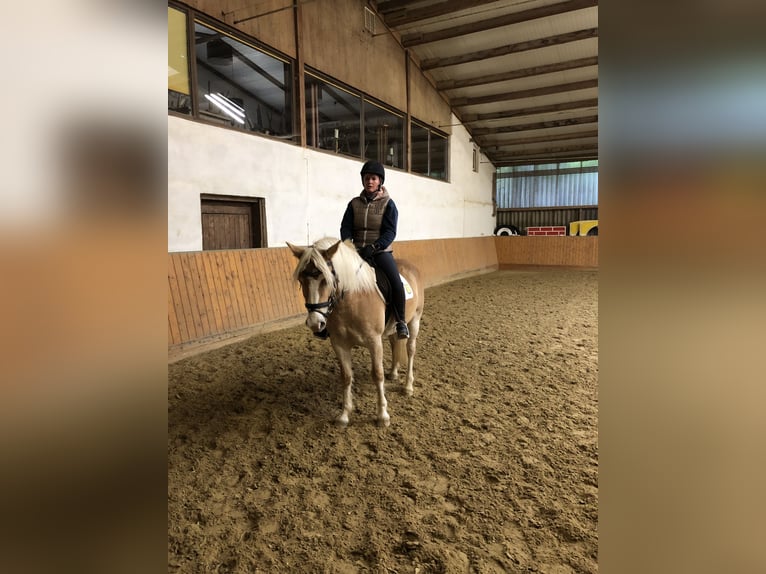 Haflinger Jument 5 Ans 149 cm in Rosenthal