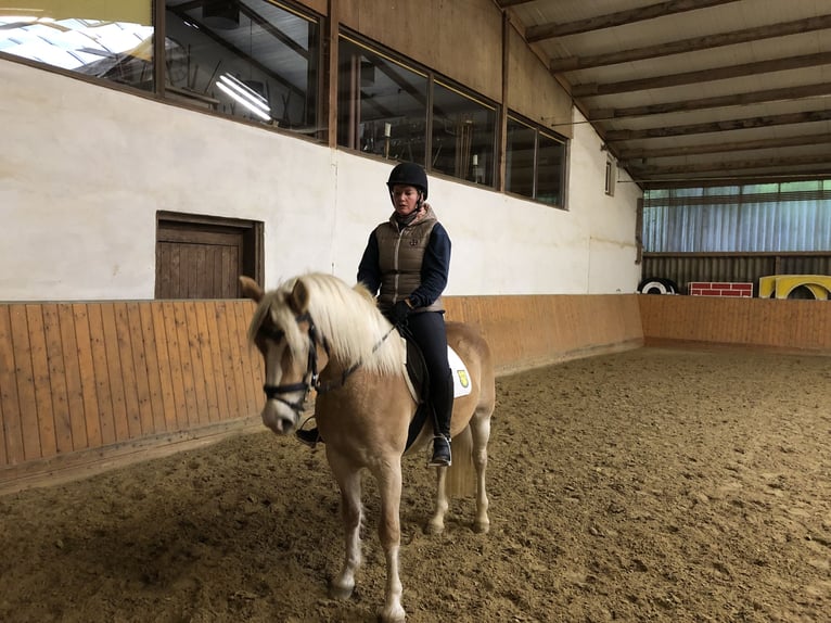 Haflinger Jument 5 Ans 149 cm in Rosenthal