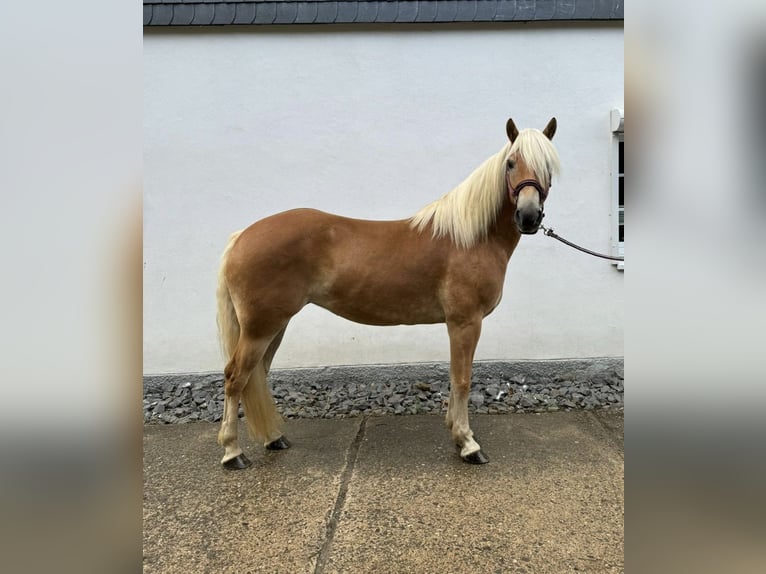 Haflinger Jument 5 Ans 150 cm Alezan in Overath