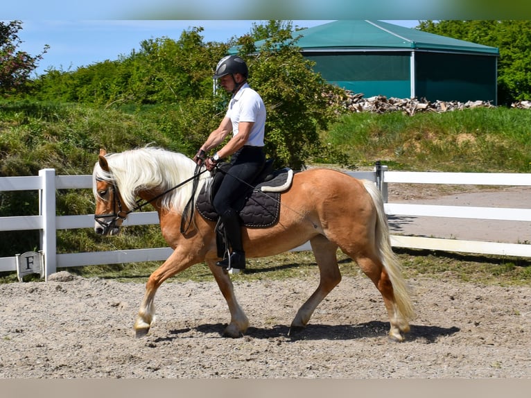 Haflinger Jument 5 Ans 150 cm Alezan in Seebad Bansin