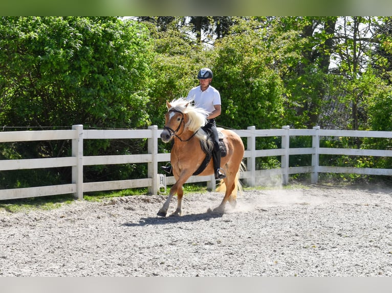Haflinger Jument 5 Ans 150 cm Alezan in Seebad Bansin