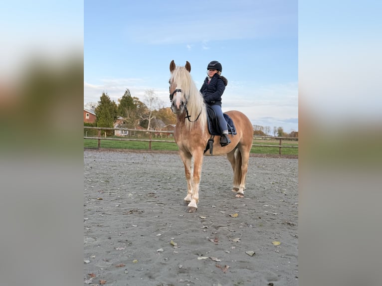 Haflinger Jument 5 Ans 150 cm Alezan in Breitenberg