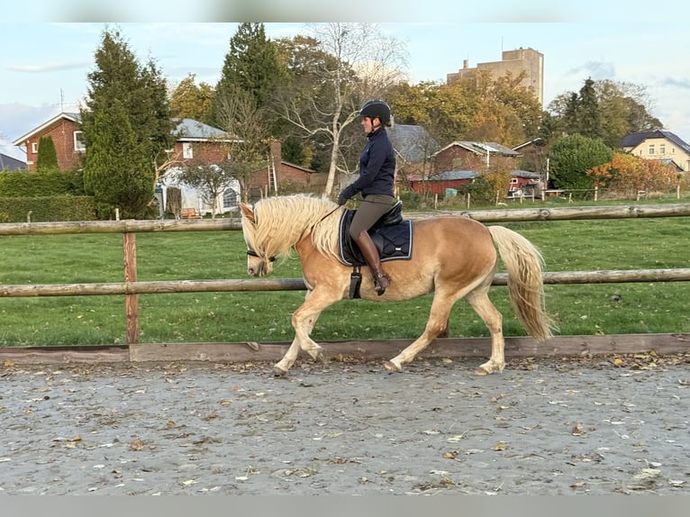 Haflinger Jument 5 Ans 150 cm Alezan in Breitenberg