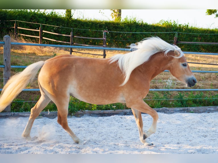 Haflinger Jument 5 Ans 150 cm Alezan in Klimmen