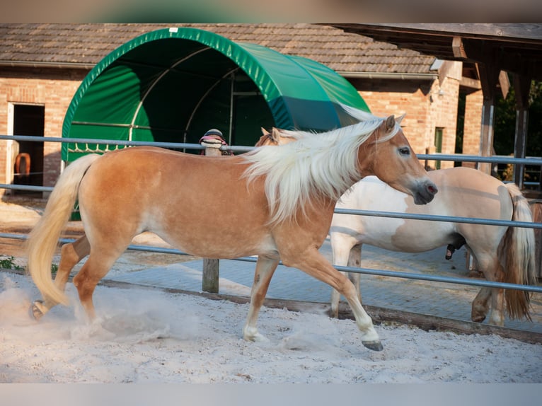 Haflinger Jument 5 Ans 150 cm Alezan in Klimmen