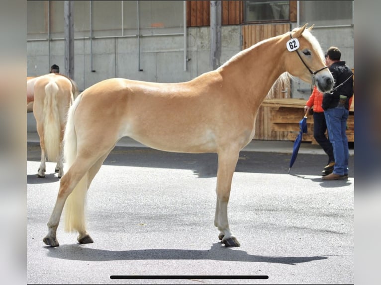 Haflinger Jument 5 Ans 150 cm Alezan in Jerzens