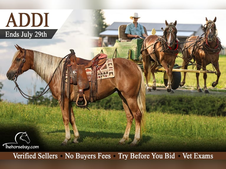 Haflinger Croisé Jument 5 Ans 150 cm Palomino in Somerset, KY