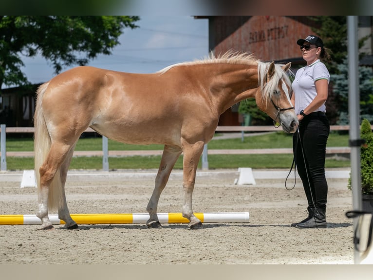 Haflinger Jument 5 Ans 151 cm Alezan brûlé in Tuhaň