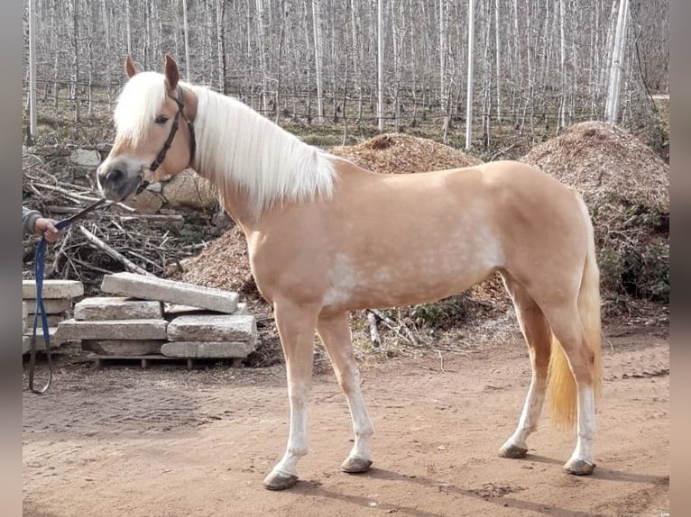 Haflinger Jument 5 Ans 152 cm Alezan in Bozen/Südtirol