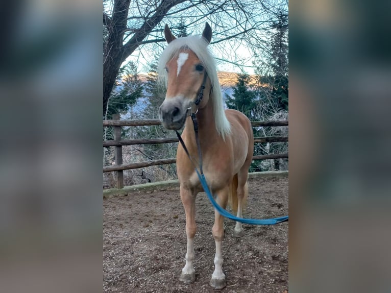 Haflinger Jument 5 Ans 152 cm Alezan in Bozen/Südtirol