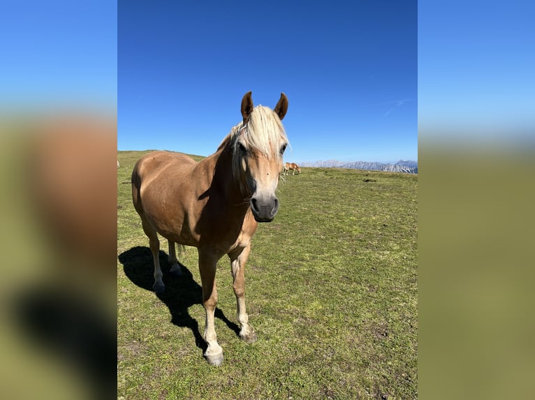 Haflinger Jument 5 Ans 152 cm Alezan in L&#xE4;ngenfeld