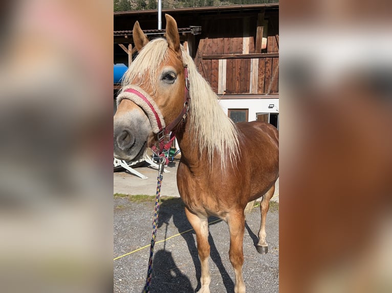 Haflinger Jument 5 Ans 152 cm Alezan in L&#xE4;ngenfeld