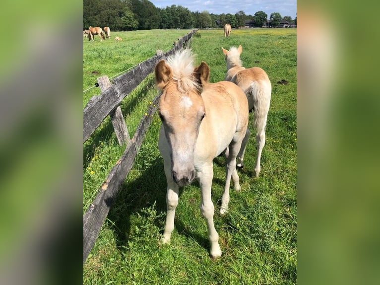 Haflinger Jument 5 Ans 152 cm  in Lübeck