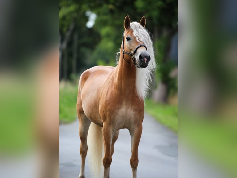 Haflinger Jument 5 Ans 153 cm Alezan in Harsewinkel