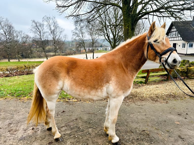 Haflinger Jument 5 Ans 153 cm Isabelle in Diemelsee