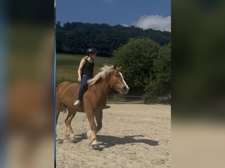 Haflinger Croisé Jument 5 Ans 154 cm Alezan in Iserlohn
