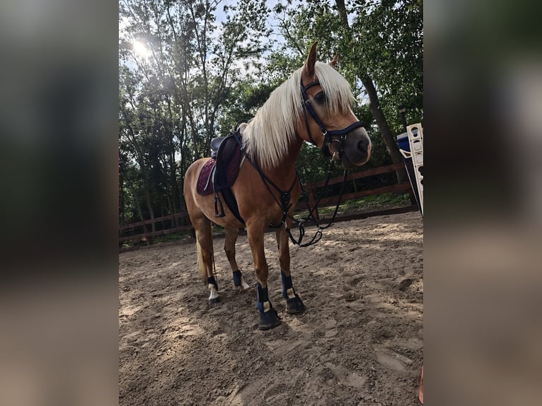 Haflinger Jument 5 Ans 154 cm  in Taucha