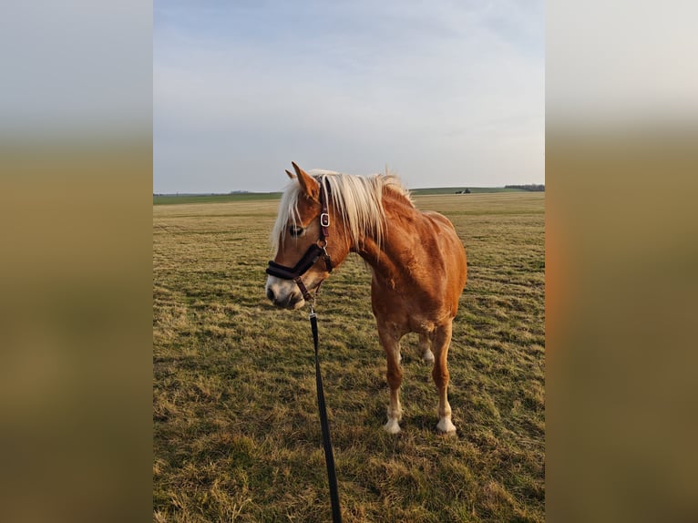 Haflinger Jument 5 Ans 154 cm  in Taucha