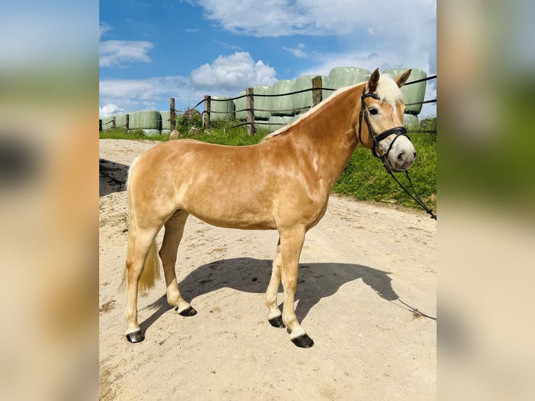 Haflinger Jument 5 Ans 155 cm Alezan in Gödenstorf