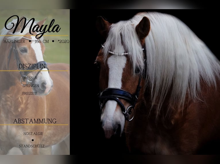 Haflinger Jument 5 Ans 155 cm Alezan in Nettersheim