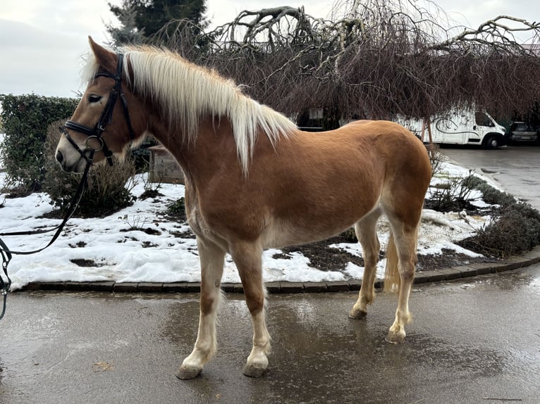 Haflinger Jument 5 Ans 156 cm Alezan in Iggingen