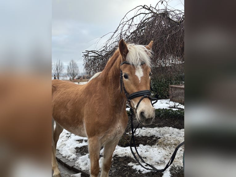 Haflinger Jument 5 Ans 156 cm Alezan in Iggingen