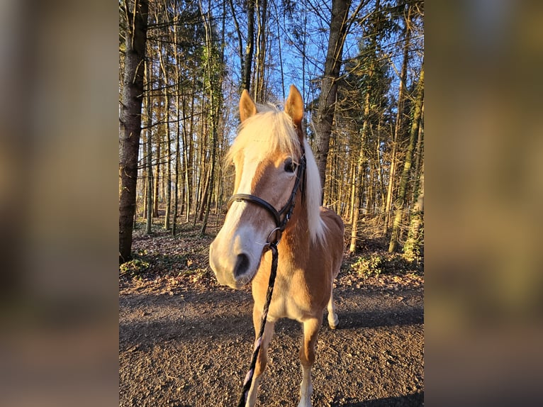 Haflinger Jument 5 Ans 157 cm  in Aarau