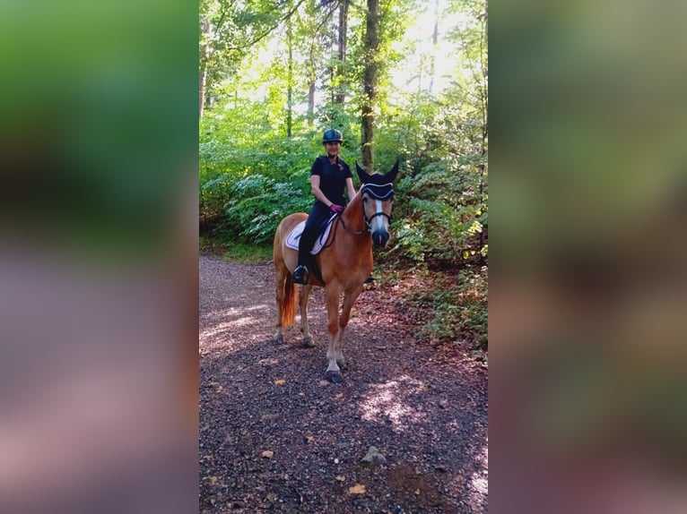 Haflinger Jument 5 Ans 157 cm  in Aarau