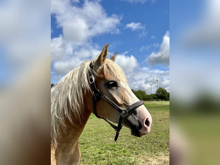 Haflinger Croisé Jument 5 Ans 158 cm Alezan in Bad Emstal