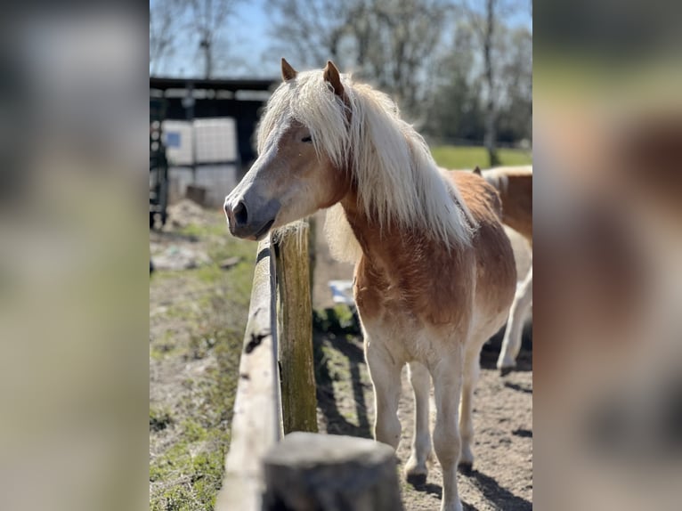 Haflinger Jument 5 Ans Alezan in Seedorf