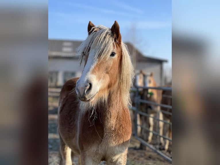 Haflinger Jument 5 Ans Alezan in Seedorf