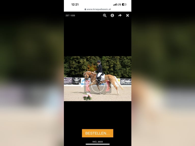 Haflinger Jument 5 Ans in Raipoltenbach