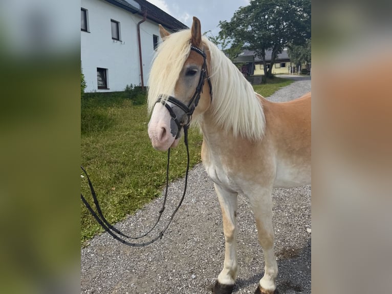 Haflinger Jument 6 Ans 140 cm Alezan in Davidschlag