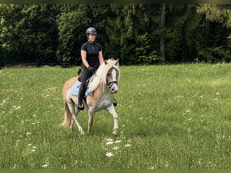 Haflinger Jument 6 Ans 140 cm Alezan in Davidschlag