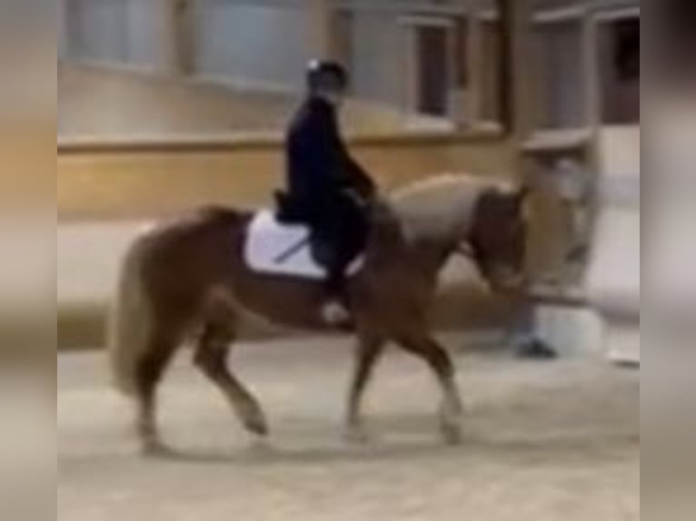 Haflinger Croisé Jument 6 Ans 142 cm Alezan in Rothenburg ob der Tauber